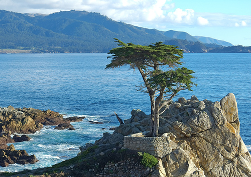 The Lone Cypress 